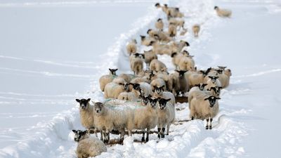 Snow and ice alert for UK with up to 10cm expected to fall as winter weather is 'stuck on repeat'
