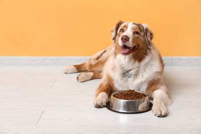 5 Ways to Save on Pet Food at the Grocery Store