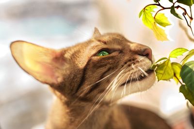 Pet Poison Helplines Issue Alert About a Popular Houseplant Mix