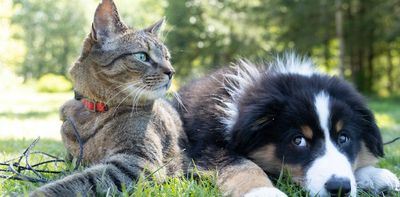 Dogs and cats carry invasive land flatworms from garden to garden