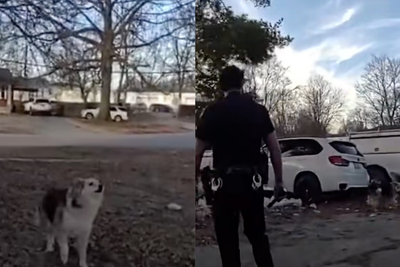 ‘Hero’ neighborhood dog leads police straight to missing three-year-old boy