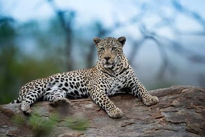Leopards and Panthers Are One and the Same: Here’s How