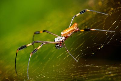 How spider silk could be key to repairing damaged nerves in humans