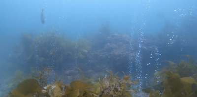 Natural hydrogen can make decarbonising industry cheaper – NZ’s turbulent geology could give it an edge