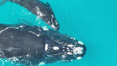 Climate squeezing Australia's southern right whales