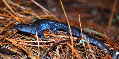 Below freezing but still moving: How salamanders stay active in winter