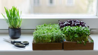 I Grew Microgreens for Restaurants – These Are the 5 Easiest to Grow at Home for Super-Healthy Harvests in Tiny Spaces