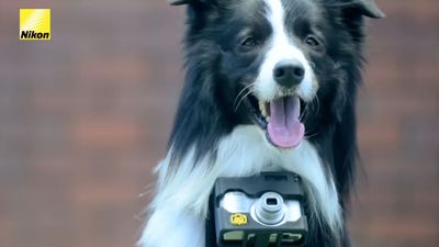 Nikon Heartography: Nikon once turned a dog into a photographer using a compact camera and a heart rate monitor