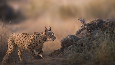 'It is much more than showing pictures of animals. It is about evoking emotion' — how these stunning photos of rare Iberian Lynx converted a hunter into a photographer