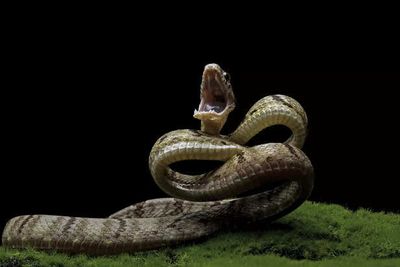 Snakes That Defend Themselves in the Most Unbelievable Ways