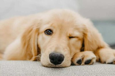 Why Golden Retriever Are Best For First Time Pet Owner