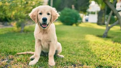 Tamil Nadu to set up pet parks in Chennai and Coimbatore