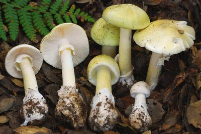 ‘Unprecedented’ spate of toxic mushroom illnesses jar California