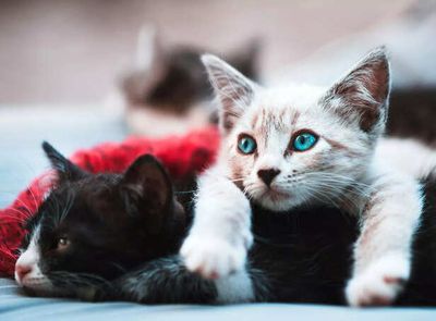The Reasons Cats Are the World’s Favorite Adopted Pets