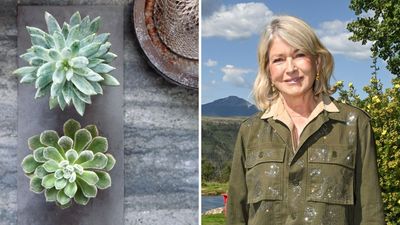 The Low-Maintenance Greenery Martha Stewart Swears By – Perfect for Aspiring Gardeners Without the Time