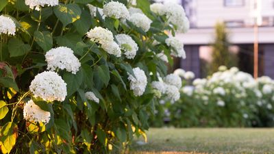 What to Do With Hydrangeas in February for Bigger, Bountiful Blooms This Summer, Plus What Not to Do