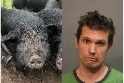 Satanic Temple leader sues for custody of ‘emotional support’ hog