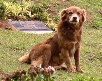 São Paulo names new law after dog that stayed by owner’s grave for 10 years