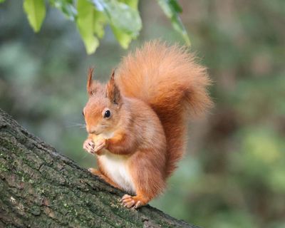 We want to protect red squirrels – so why don’t we protect their habitats?