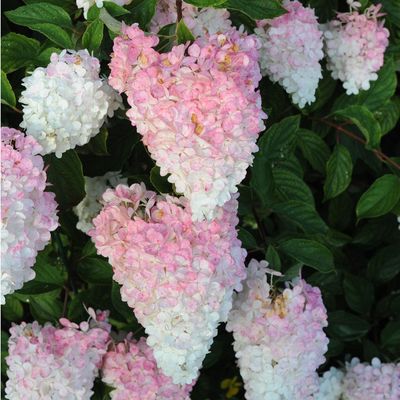 As a Gardens Editor, this is the beautiful shrub I recommend to anyone with a damp garden – it thrives in wet, clay soil, and it's really low-maintenance