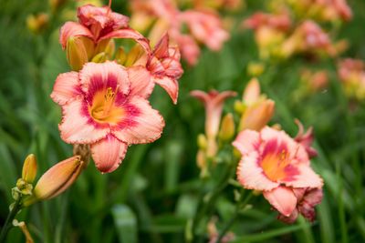 You’ll Never Be Able To Get Rid Of These 5 Plants Once They’re In The Ground
