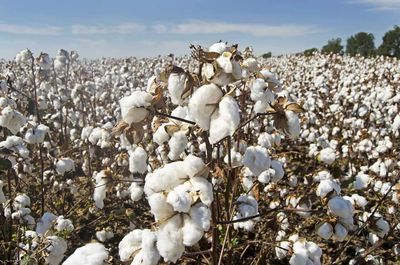 Cotton Holding higher on Thursday