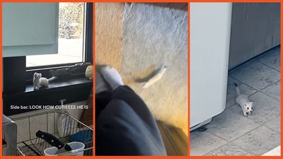 ‘Just accept that he is your pet already’: Woman gets new housemate in the form of an adorable baby weasel