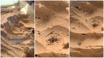 Former Texas Roadhouse worker calls out the outlet for ‘scooping out’ a bug from their cinnamon butter, but people noticed something even worse