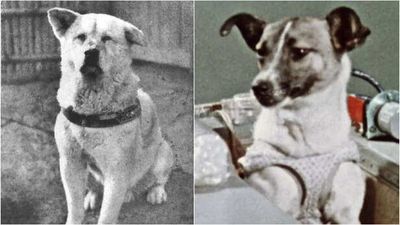 Hachiko to Laika: Meet the most legendary dogs in history