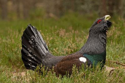 RSPB hails boost for bird species but says ‘still a lot of work to be done’