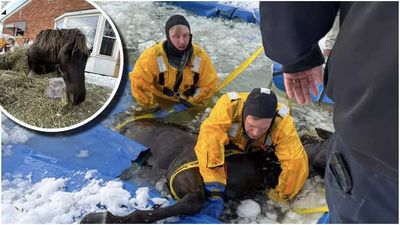 The story of Dixie, an 8-year-old mare, rescued from an in-ground pool by firefighters