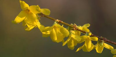 ‘A lingering in stillness’: philosopher Byung-Chul Han on the radical power of gardening
