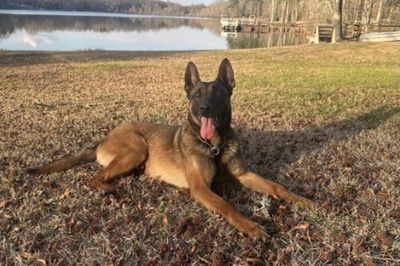 Georgia police dog hit by vehicle during bank robbery chase expected to recover: ‘We couldn’t be more proud’