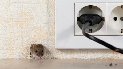 I found out what really repels mice — and it might be hiding in your bathroom right now