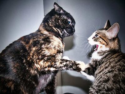Why Cats Get Jealous and How to Handle It Calmly