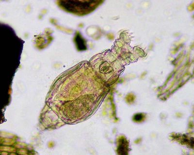 Country diary: Here be monsters – less than a millimetre long