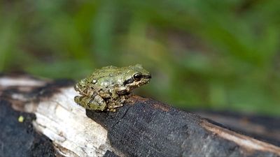 Climate change is impacting frog ‘love songs’ and it’s making males sound sexier