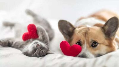 How to Celebrate Valentine’s Day With Your Pets