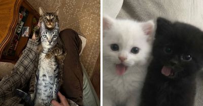 This Page Is Dedicated To Cats With Attitude, And Here Are 65 Of Their Best Moments