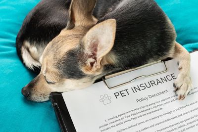 The “Pet Insurance” Scam: Why Child-Free “Paw-rents” are Paying 40% More for Less Coverage