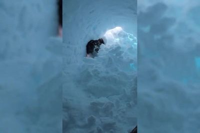 Footage shows moment dog rescues person from snow hole