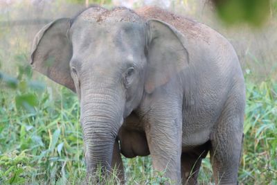 Why wild elephants are being given a birth control vaccine in Thailand