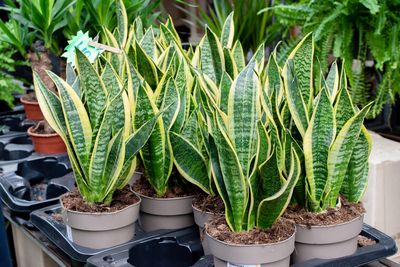 8 Houseplants That Don’t Need A Lot Of Light
