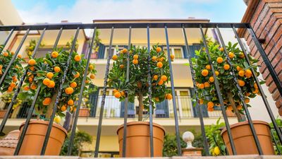 Citrus Trees in Pots Bring Fragrance and Fruit to Small Spaces – 5 of the Best for Year-Round Summer Vibes