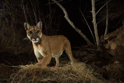 Mountain lions gain protection under California’s Endangered Species Act