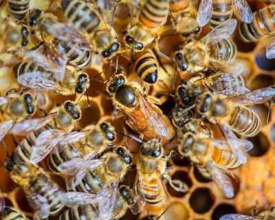 Social inequality is thriving in the hive