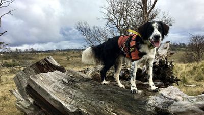 Barking up the right tree, dogs have a nose for nature