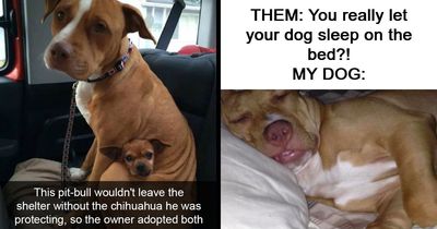 50 Hilarious Memes That You Might Want To Show Your Dog