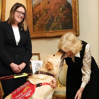 Queen Camilla's New Four-Legged Friend Works on His "Royal Etiquette"