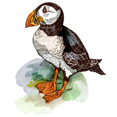 Why do puffins have striped beaks and how does Velcro stick? The kids’ quiz
